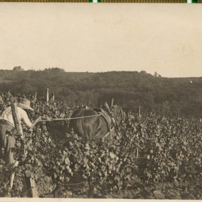 caudrot les vignes