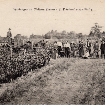 Vendanges au Chateau Duzan J Triviaud proprietaire