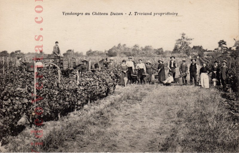 Vendanges au Chateau Duzan J Triviaud proprietaire