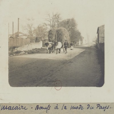 boeufs a la mode du pays st macaire