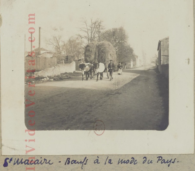 boeufs a la mode du pays st macaire