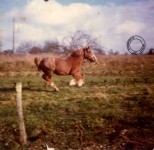 13 le cheval du tonton