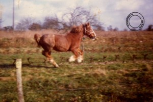13 le cheval du tonton