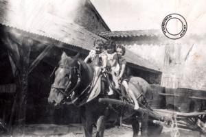 14 le cheval du tonton